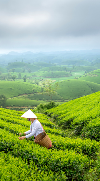 The Tea Planter's Lifestyle: Colonial Nilgiri Hills