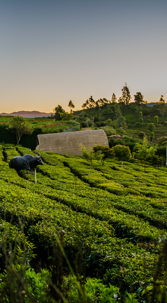 The Western Ghats Luxury Safari: Leopards & Tigers