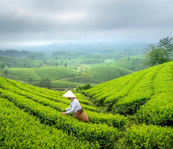 The Tea Planter's Lifestyle: Colonial Nilgiri Hills