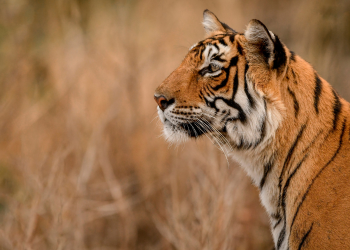 Taj, Tigers & Temples (The Connoisseur?s North India)