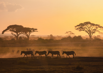 Lions, Leopards & Desert Cats