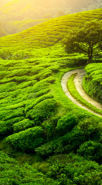 The Tea Planter?s Lifestyle: Darjeeling & Sikkim