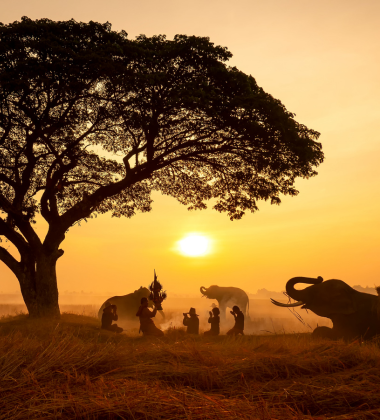 Wildlife Safari India: Best National Parks for Foreign Tourists  