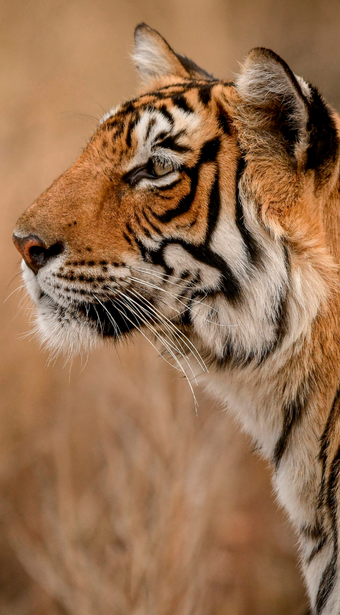 Taj, Tigers & Temples (The Connoisseur?s North India)