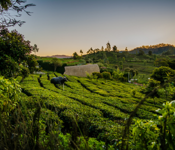 The Western Ghats Luxury Safari: Leopards & Tigers