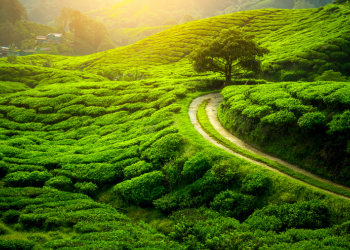The Tea Planter?s Lifestyle: Darjeeling & Sikkim